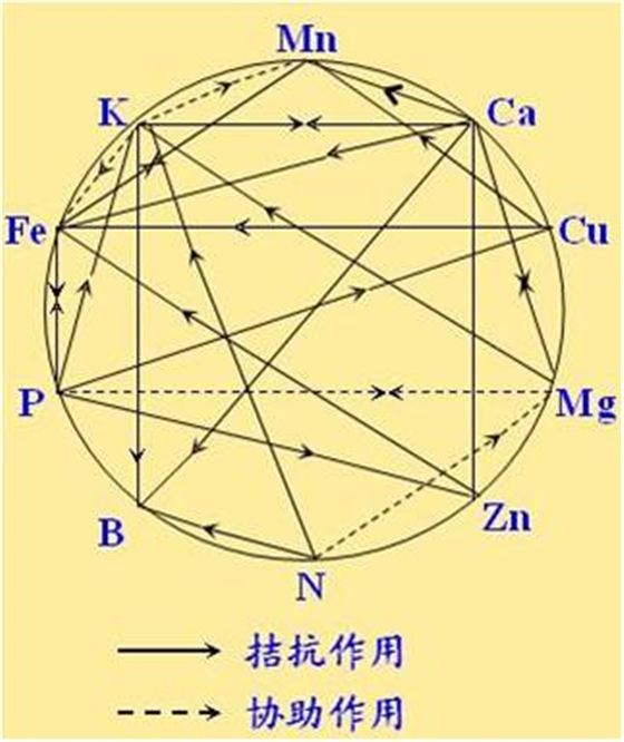 原料型鉀肥和鎂肥為什么會發(fā)生拮抗？