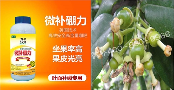 蜜柚促花壯花除了補(bǔ)磷還需要補(bǔ)硼鋅？