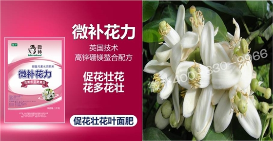 蜜柚促花壯花除了補(bǔ)磷還需要補(bǔ)硼鋅？