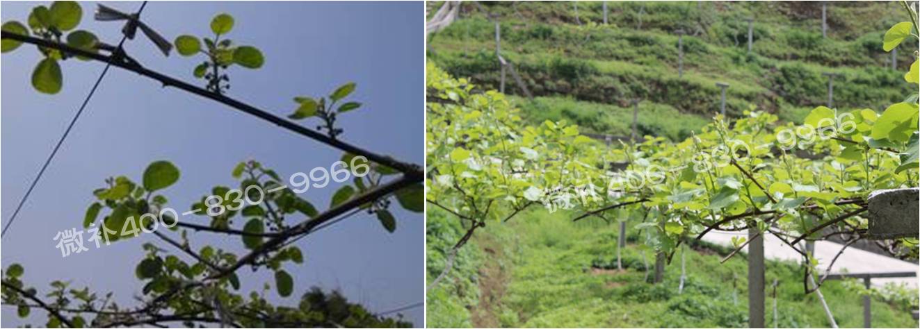 獼猴桃萌芽期如何施肥，才能促進萌芽齊、萌芽壯？