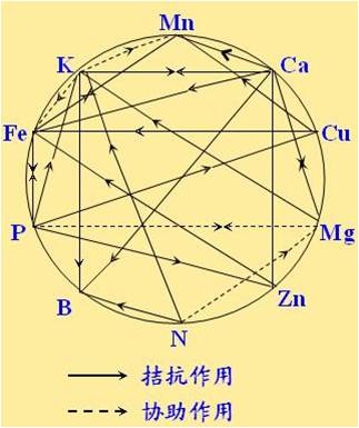 原料型鉀肥和鎂肥為什么會(huì)發(fā)生拮抗？