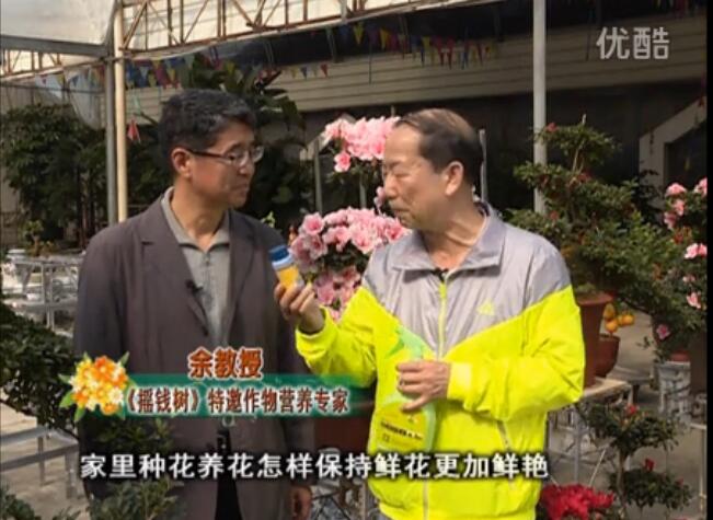 20160118珠江臺搖錢樹：家庭花卉用綠夫人600度鮮花營養(yǎng)液，花開鮮艷、花期長