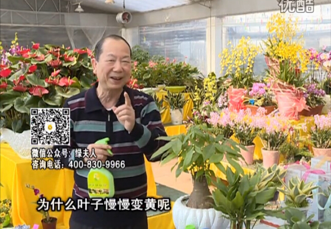 20160307珠江臺搖錢樹：陰生植物也不好種，黃葉多長勢弱？用綠夫人來呵護