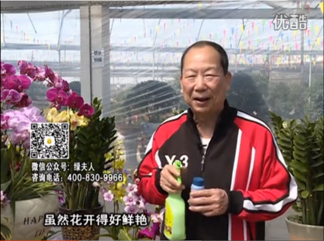 20160314珠江臺搖錢樹：家種鮮花、鮮切花，用綠夫人600度鮮花液?；ㄆG、花期長