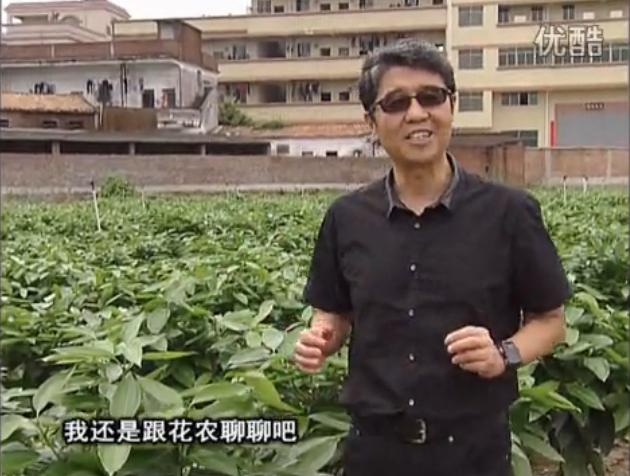 20160606珠江臺搖錢樹：觀葉植物用微補方案，壯根提長、保葉抗病好！