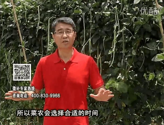 20160718珠江臺(tái)搖錢樹(shù)：瓜果蔬菜用微補(bǔ)水肥方案，結(jié)果多、有產(chǎn)量