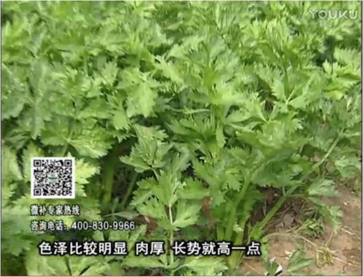 20170109珠江臺(tái)搖錢樹(shù)：葉菜如何種？長(zhǎng)勢(shì)好又高產(chǎn)！