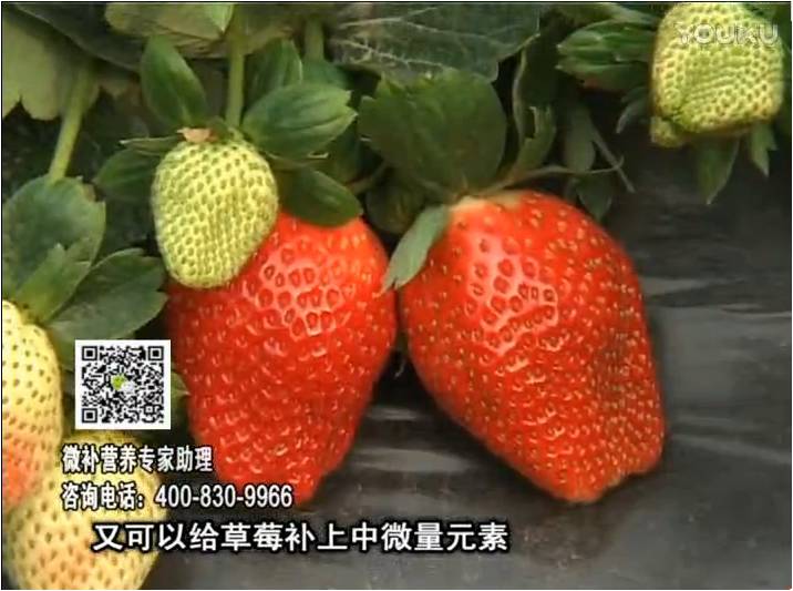 20170123珠江臺搖錢樹：草莓用微補方案，促根苗壯、開花坐果好