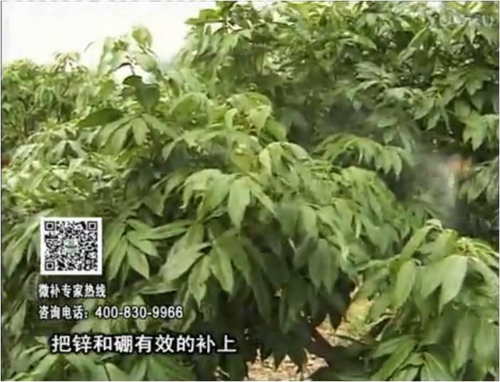 20170213珠江臺搖錢樹：荔枝噴施微補花力+硼力，補充鋅硼健壯來花